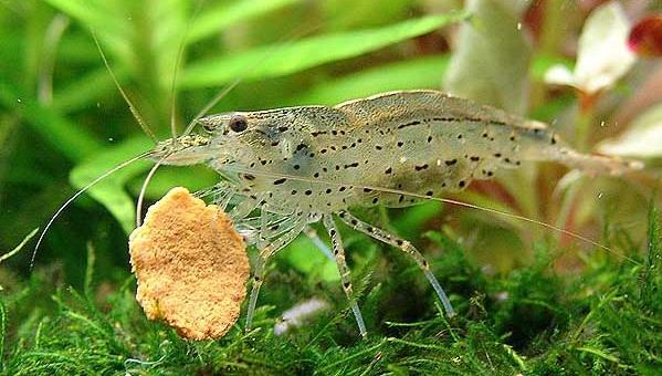 Amanogarnele - Caridina multidentata L