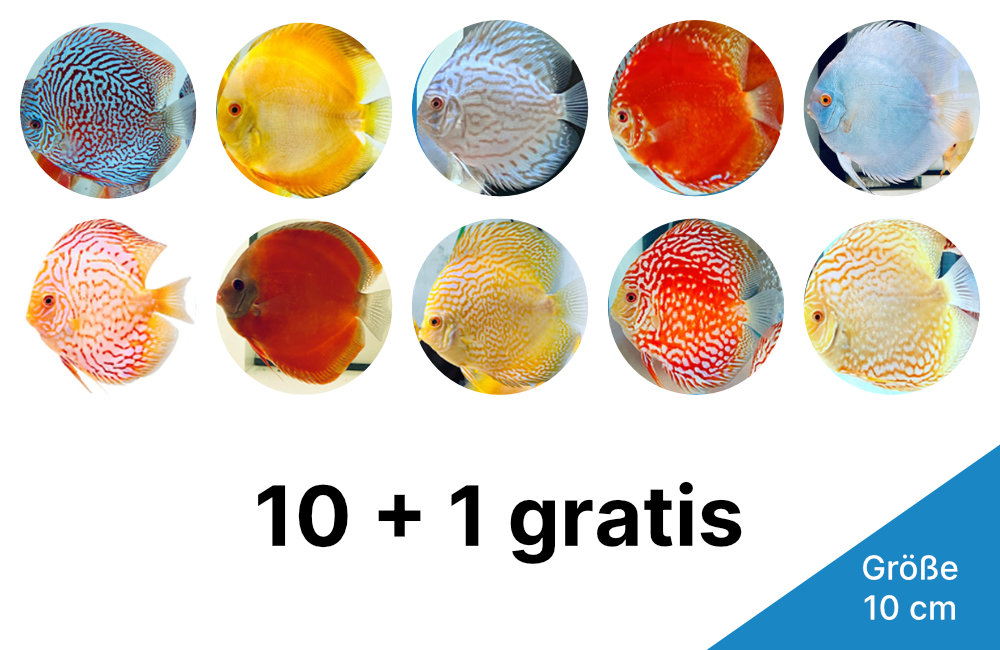 10 + 1 Gratis 10 cm Sparpaket aller Farbschläge Krause Diskus