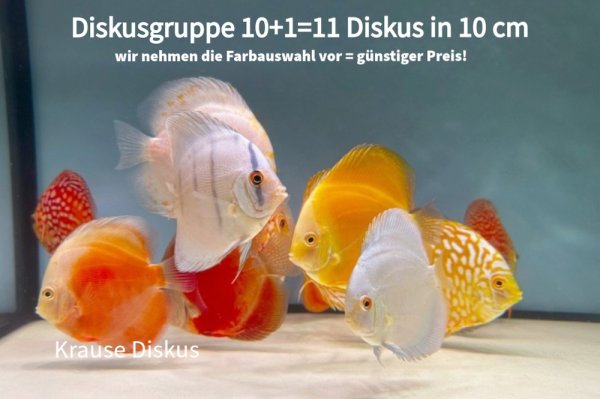 10 + 1 = 11 Diskus in 10 cm Größe: Farbauswahl nehmen wir vor (mind. 3 Farbschläge)